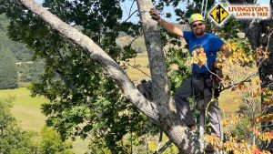 Livingston's Tree Service in Springfield MO